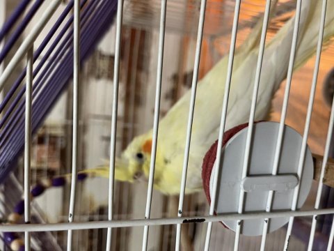 Sultan papağanı iki çift