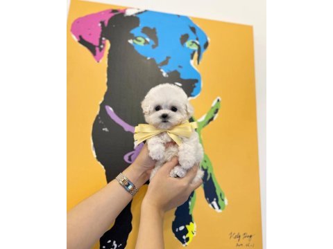 Bichon frise uygun bebekler