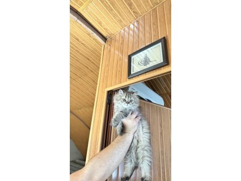 British longhair yavrularımız yuvalarını arıyor