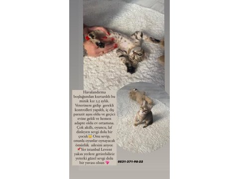 Bu güzel kıza yuva tekir