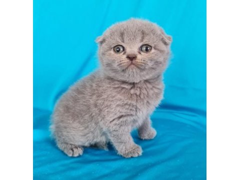 Scottish fold yavrular sahibinden