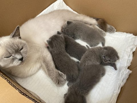 Yavru scottish fold bebeklerimize yuva