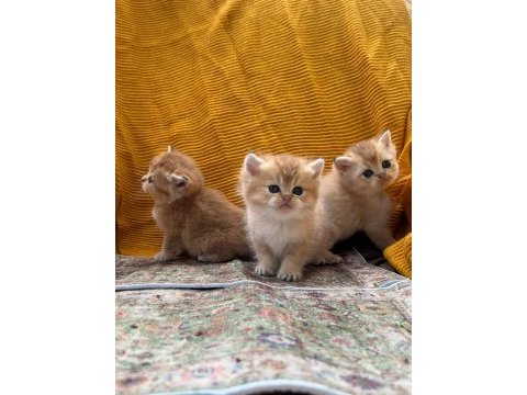 Golden british longhair güzellikler
