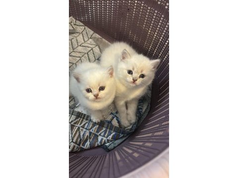 Muhteşem british shorthair bebeklerimiz ailelerine bekliyor