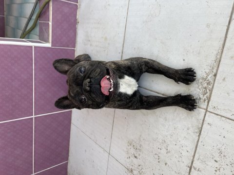 French bulldog oğluma eşleşmesi için dişi arıyorum