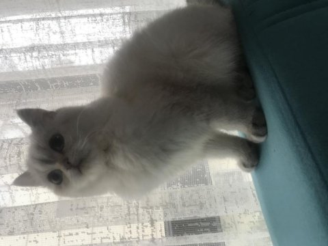 1 yaşında dişi british shorthair