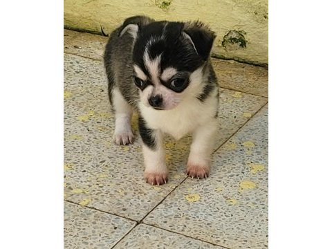 Teacup erkek chihuahua yavru