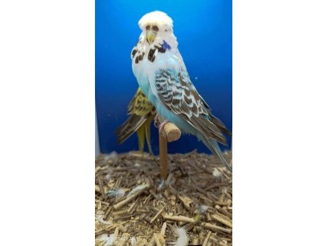 Show muhabbet kuşu gönderim vardır