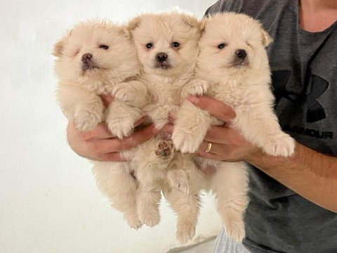 Pomeranian yavrularımız oyuncak değil gerçek