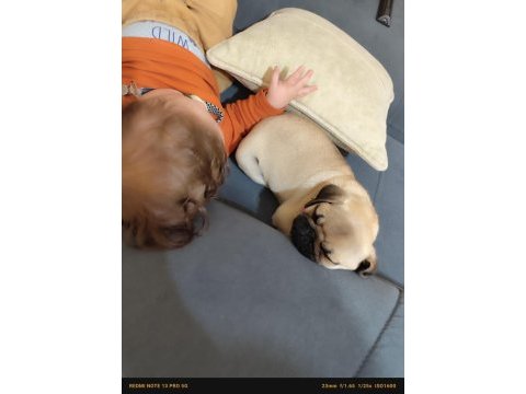 Pug yavru orijinal 2 buçuk aylık