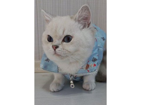 Full şecereli safkan yavrularımız british shorthair