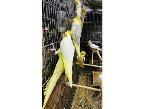 Bilezikli orjinal sultan papağanları