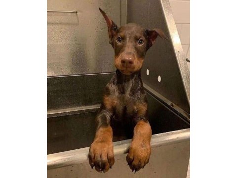 Kızıl siyah doberman