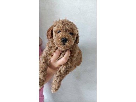 Toy poodle apricot yavrularımız