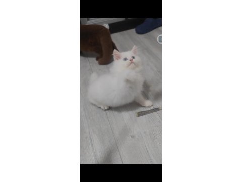 British longhair kedisi