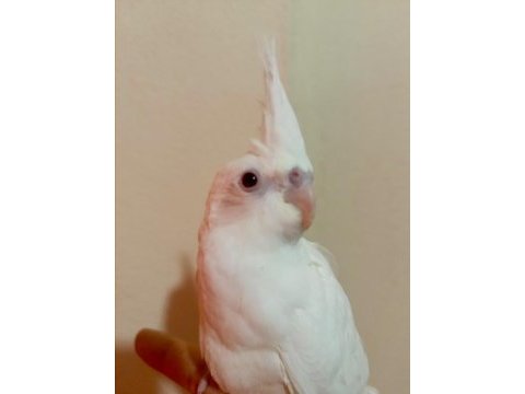 55 günlük full evcil albino kırmızı göz sultan papağanı