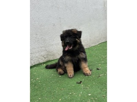 Şecereli anatomi harikası alman kurdu yavrular