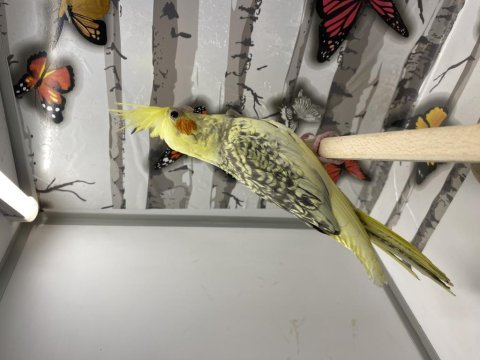 45 günlük yeni yeme düşmüş sultan papağanı harika