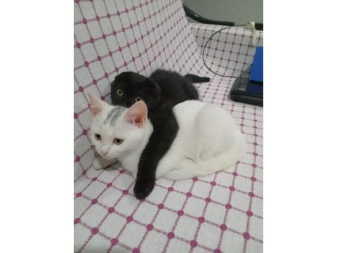 2 aylık british shorthair serik