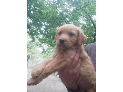 İki aylık golden retriever yavrular
