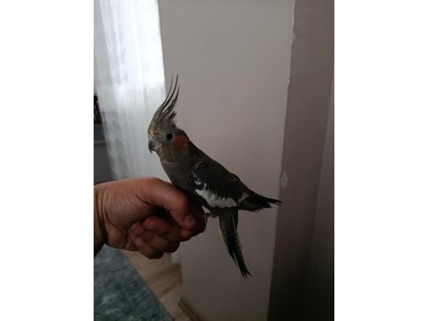 6 aylık dişi ele alışık sultan papağanı