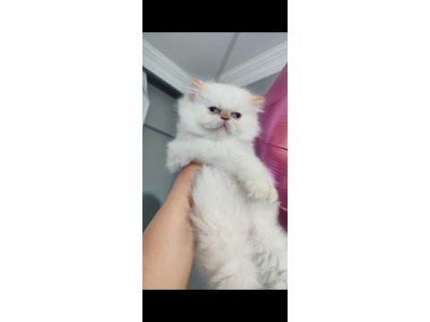 İran kedisi longhair dişi