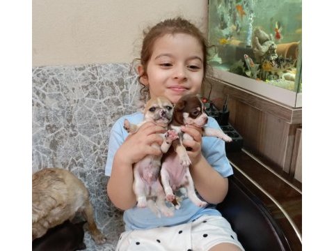 Teacup elma kafa chihuahua (şivava) bebekler