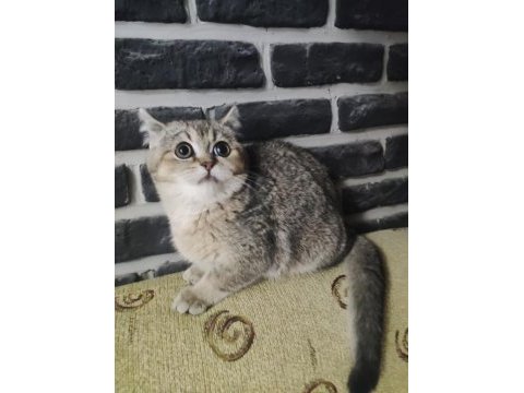 5 aylık dişi golden black ny25 british shorthair