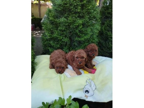 Aşılı pasaportlu mikro çipli toy poodle yavrularımız