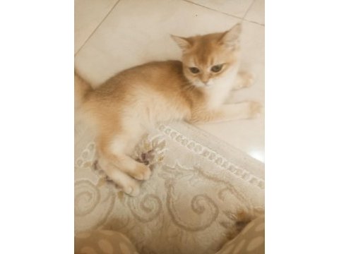 Golden boy ny12 5, 5 aylık