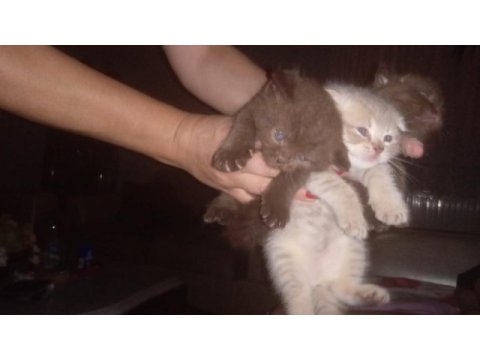 2 aylık scottish fold yavrumuz bilgi wp den verilecektir