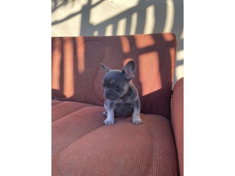 Mükemmel kalite blue tan dişi french bulldog