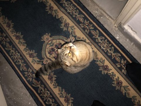 Scottish fold 4 yaşında