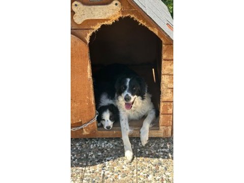 Köpeğimiz leomuza iyi bakacak bir yer arıyoruz