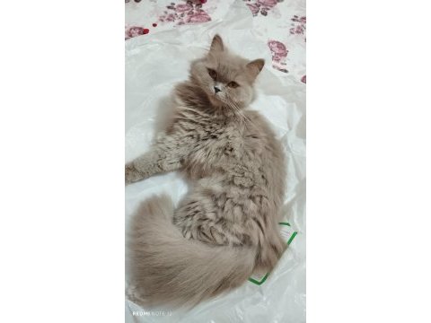 British longhair kedisi