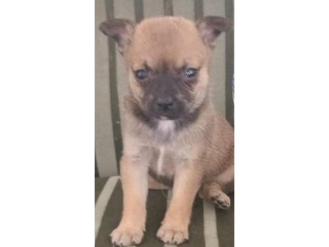 Kaliteli chihuahua şivava yavrular