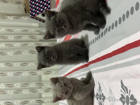 60 günlük scr haskan british shorthair