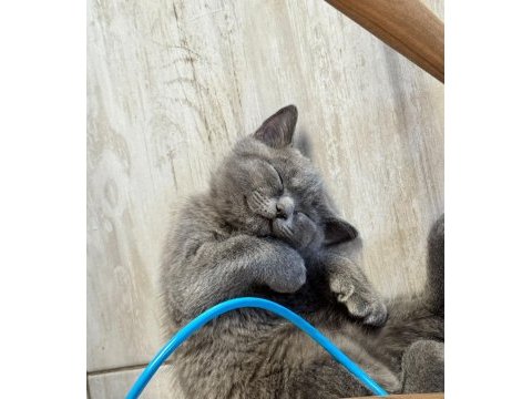 Anne ve baba scottish dişi kedi uyguna verilecek