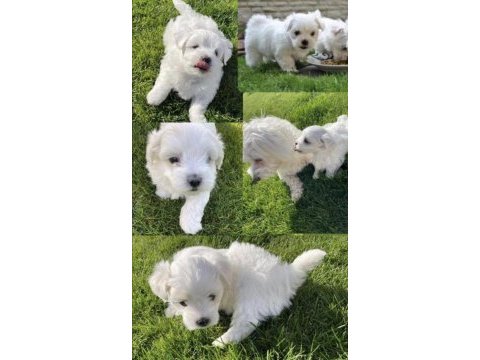 Maltese terrier yavrularız orjinal ırk garantilidir