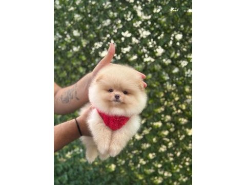 Sağlık ve ırk garantili pomeranian