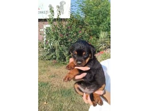 Rottweiler yavrularımız