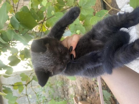 British shorthair kedisi