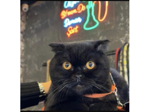 Yakışıklı scottish fold oğluma yuva arıyorum