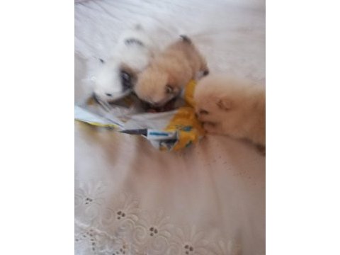 Acil verilecektir pomeranian erkek 3 yavru