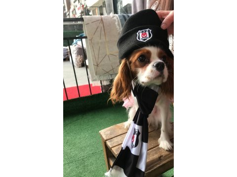 Cüce cavalier king charles spaniel