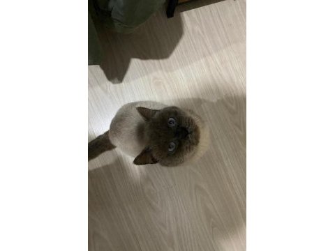 British shorthair paşa yeni yuvasını arıyor
