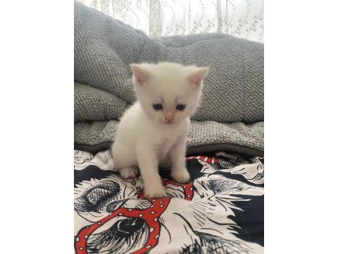 Safkan british shorthair dişi yavru yeni yuvasını arıyor
