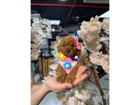 Toy garantili poodle bebekler