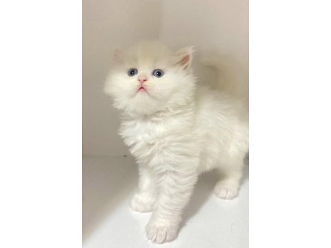 British longhair kar beyaz ve tabby yavrular