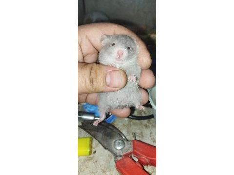 Uzun tüy teddy bear hamster yavrular